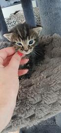 Gattini a pelo folto