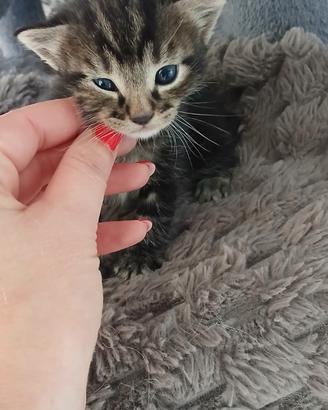 Gattini a pelo folto