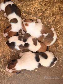 Cuccioli jack russel terrier