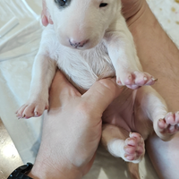 Bull Terrier Inglese Standard