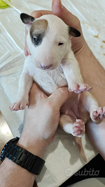 Bull Terrier Inglese Standard