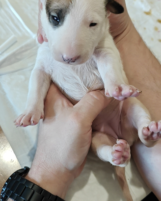 Bull Terrier Inglese Standard