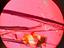 Immagine 6