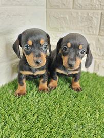 bassotto kaninchen con pedigree 