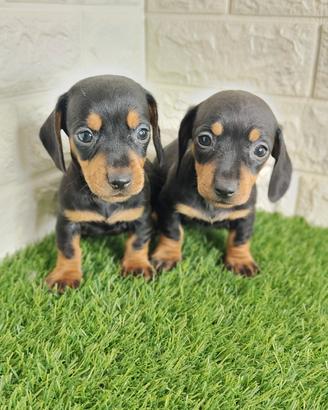 bassotto kaninchen con pedigree 