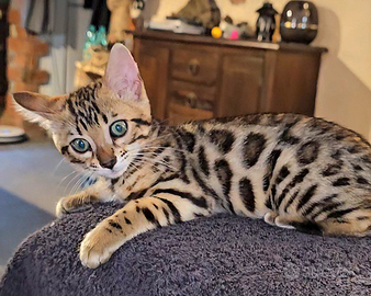 Gattini del bengala (allevamento)