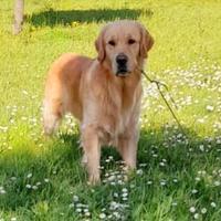 Golden Retriver Anglo Americano