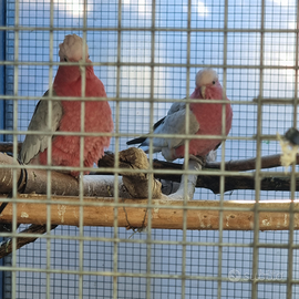 Cacatua roseicapilla