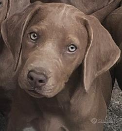 Rhodesian Ridgeback