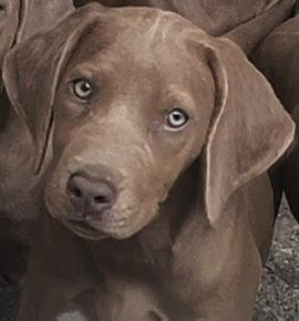 Rhodesian Ridgeback