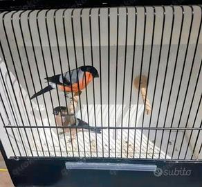 Ciuffolotti alpini Phyrulla phyrulla