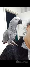 Animali