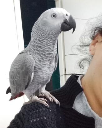 Animali