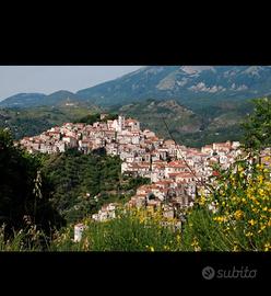 Trattoria/pizzeria/bar