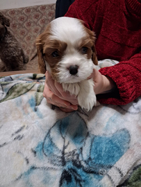 Cucciolo cavalier king Charles spaniel