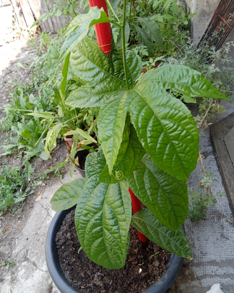 Piante esotiche