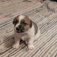 Jack Russel a 3 colori