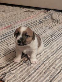 Jack Russel a 3 colori