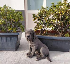 Mastino napoletano