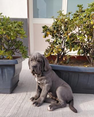 Mastino napoletano