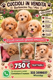 Cuccioli di barboncino albicocca di 3 mesi