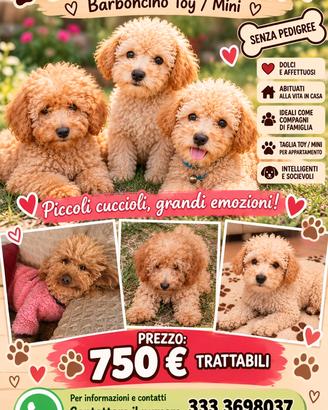 Cuccioli di barboncino albicocca di 3 mesi