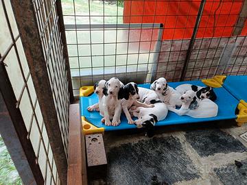 Cuccioli ,Gascon Saintongeois 
