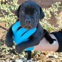 Cuccioli di cane corso