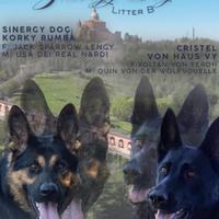 Cuccioli di Pastore Tedesco disponibili