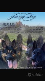 Cuccioli di Pastore Tedesco disponibili