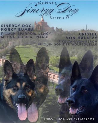 Cuccioli di Pastore Tedesco disponibili