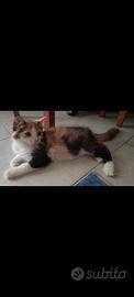 cuccioli gatto scottish norvegese 