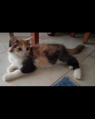 cuccioli gatto scottish norvegese 