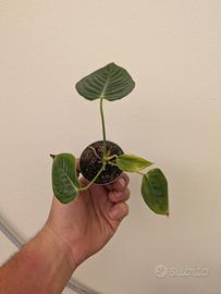 anthurium veitchii 