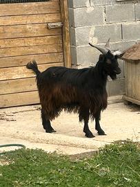 Becco 8 mesi