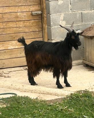 Becco 8 mesi