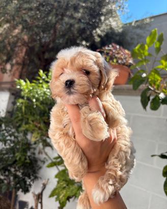 Maltipoo toy