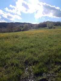 Bene immobile - Terreno agricolo