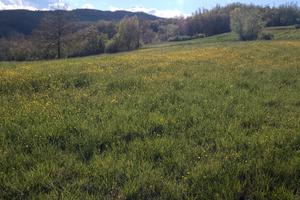 Bene immobile - Terreno agricolo