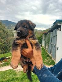 Cuccioli di pastore tedesco