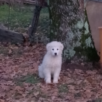 Cuccioli di maremmano
