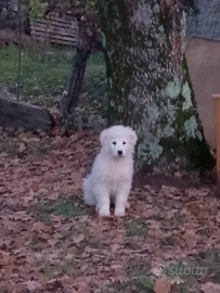 Cuccioli di maremmano
