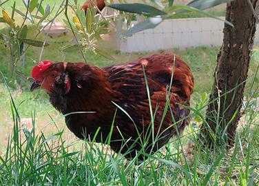 Galletto olive egger