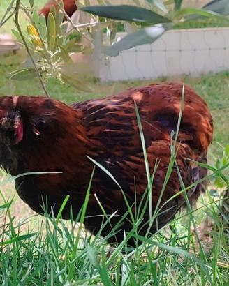 Galletto olive egger