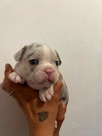 Buldog francese