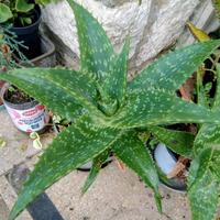 pianta di aloe