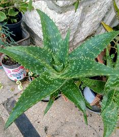 pianta di aloe