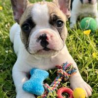 Bulldog francese maschio