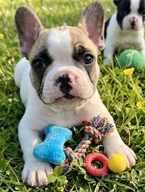 Bulldog francese maschio