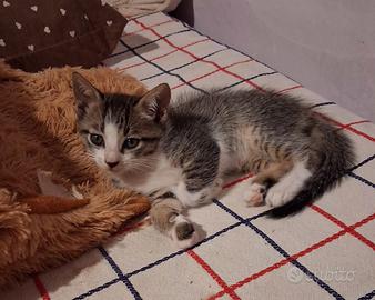 gattino maschio 